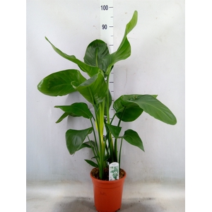 Strelitzia nicolai