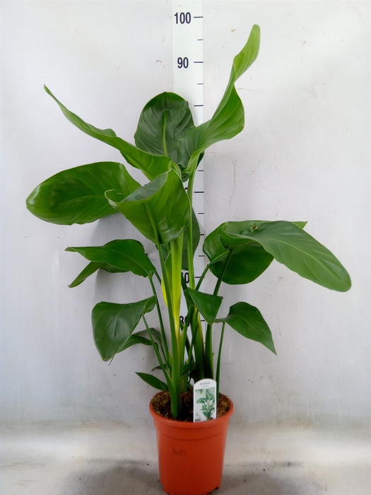 <h4>Strelitzia nicolai</h4>