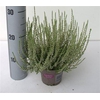 Callu Ga G Franzi White