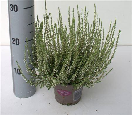 Callu Ga G Franzi White