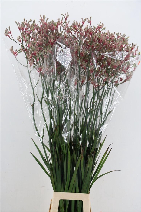 <h4>Anigoz Zoey Linn Pink</h4>
