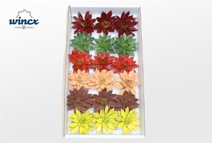 <h4>Echeveria Paint Autumn Mix Cutflower</h4>