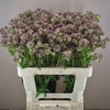 Astrantia Diamonds Pink 55cm X50