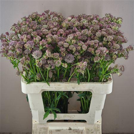 Astrantia Diamonds Pink 55cm X50