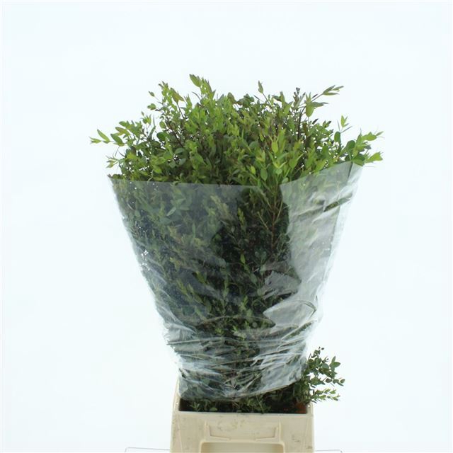 <h4>EUC PARVIFOLIA P BS</h4>