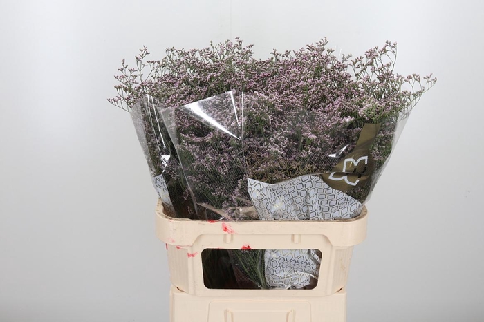 <h4>Lim Saf Oshi Pink</h4>