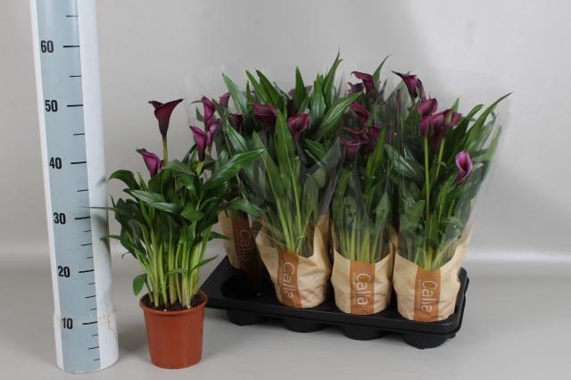 <h4>ZANT ODESSA</h4>