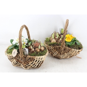 arr4 Primula PL - Hengselmand 285/4