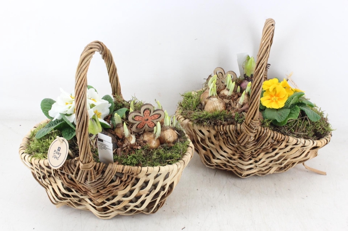 <h4>arr4 Primula PL - Hengselmand 285/4</h4>