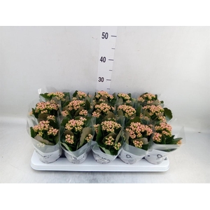 Kalanchoe  'MoreFlow Lillian'