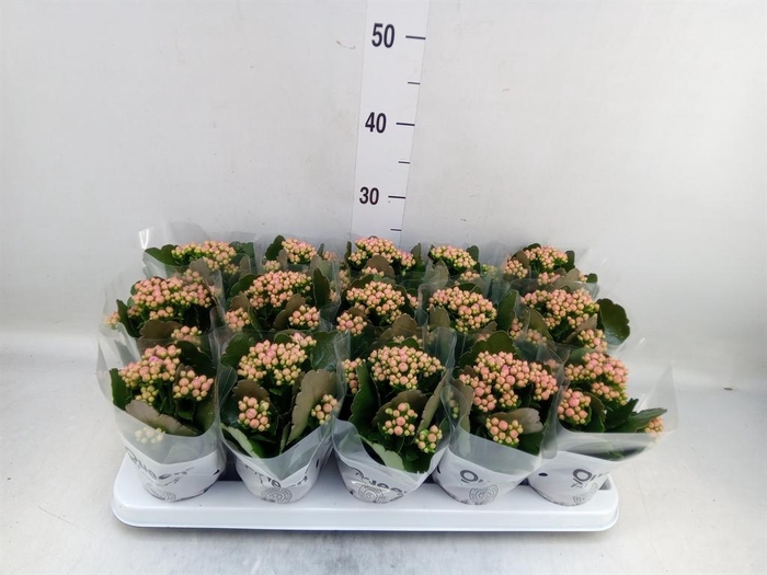 <h4>Kalanchoe  'MoreFlow Lillian'</h4>