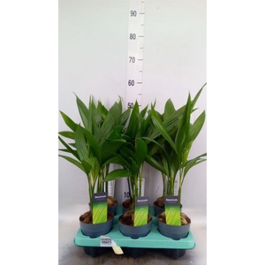 Areca catechu