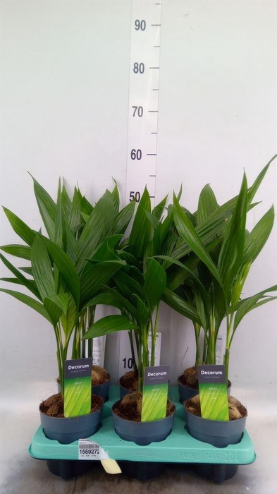 <h4>Areca catechu</h4>