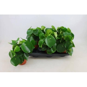 PEP POLYBOT RAINDROP