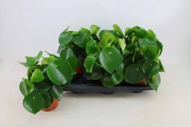 <h4>PEP POLYBOT RAINDROP</h4>