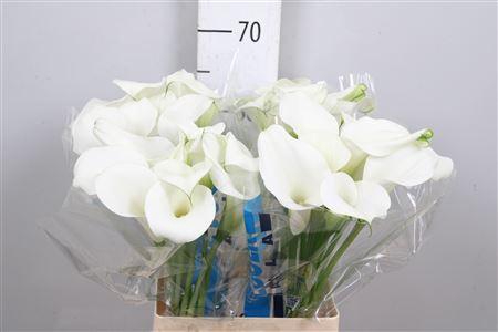 <h4>Zant Capt Ventura</h4>