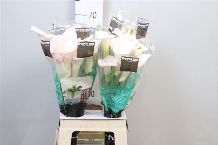 <h4>Zant Sweet Art</h4>