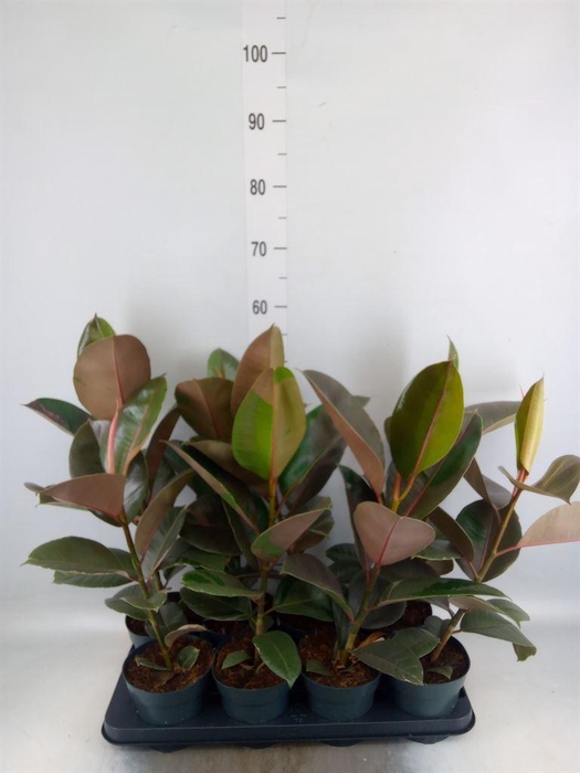 <h4>Ficus elastica 'Pink Camouflage'</h4>