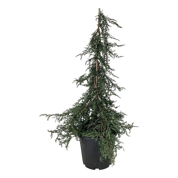 <h4>Juniperus comm. 'Ristol'</h4>