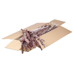 Eucalyptus Baby Preserved 10pc 55cm Sb Red