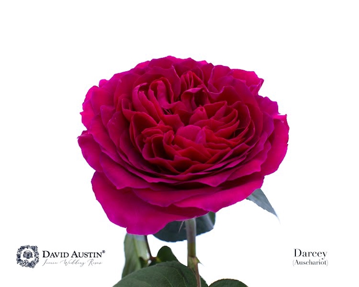 Rosa David Austin Darcey