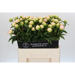 Paeonia Miss America