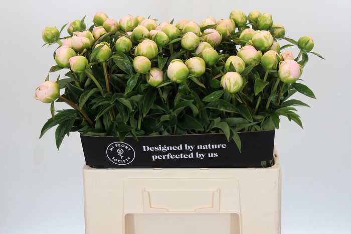 <h4>Paeonia Miss America</h4>