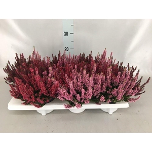 Calluna vulg. 'Beauty L WB Wonder'