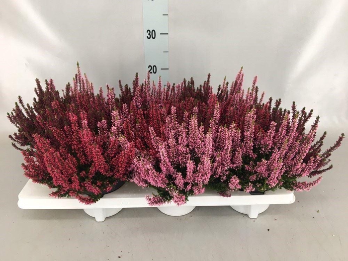 Calluna vulg. 'Beauty L WB Wonder'