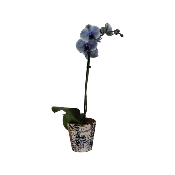 <h4>Potcover I Am Coloured Phal I Am Graphite 1T9+ (24u levertijd)</h4>