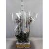 Phalaenopsis   ...