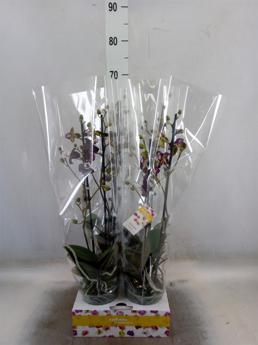 Phalaenopsis   ...