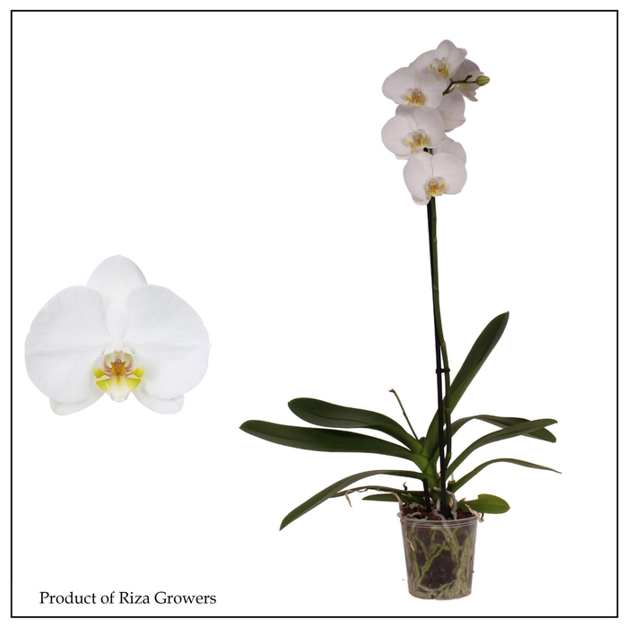 <h4>PHAL OV WIT</h4>