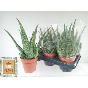 ALOE TROPICAL