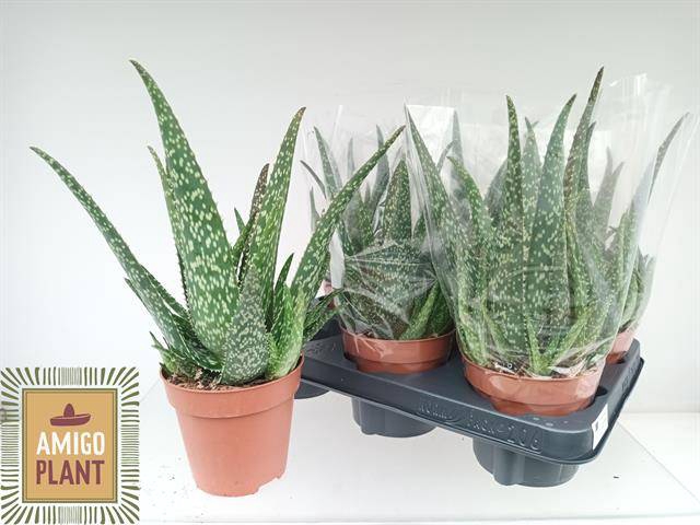 <h4>ALOE TROPICAL</h4>