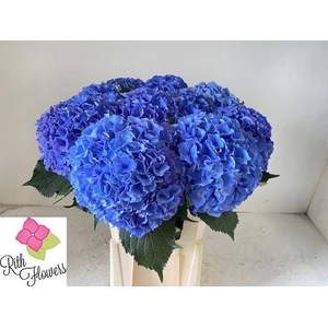 HYDR M ROYAL IMPRESS