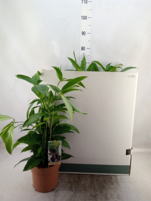 <h4>Dracaena surculosa</h4>