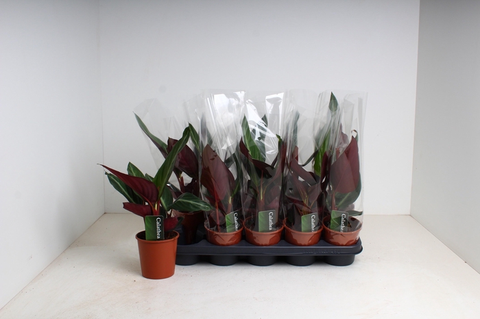 <h4>STROM SA STRIPESTAR</h4>