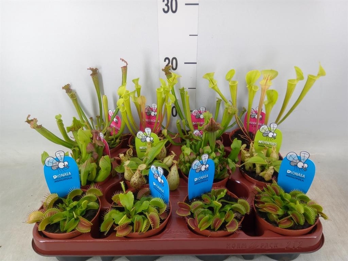 <h4>Vleesetende planten</h4>