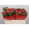 Hypericum Sweet Romance