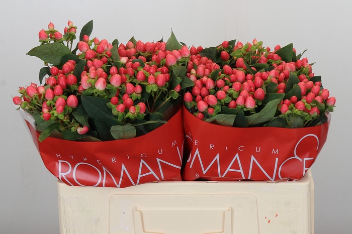 <h4>Hypericum Sweet Romance</h4>