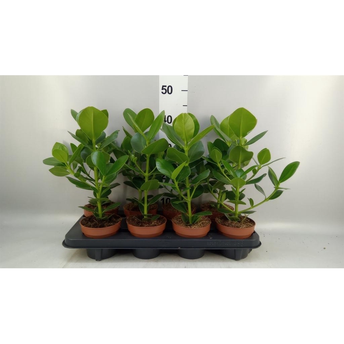 <h4>Clusia rosea 'Princess'</h4>
