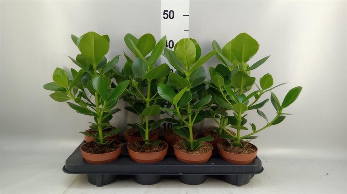 Clusia rosea 'Princess'