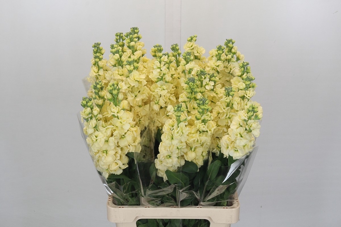 <h4>Matthiola Iron Yellow</h4>