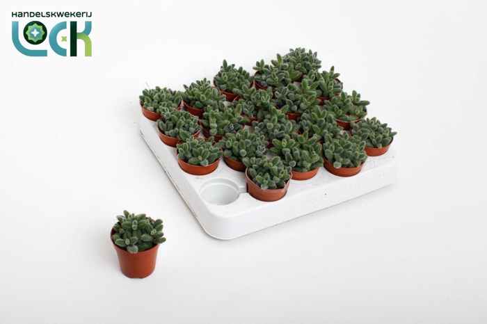 <h4>Delosperma echinat</h4>