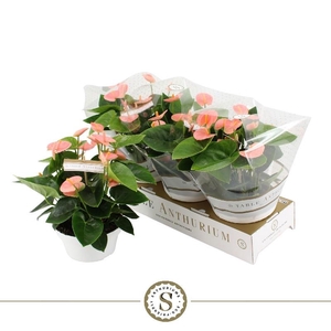 Anthurium Andreanum schaal Spirit Rosa
