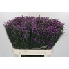 Aster Baby Pink