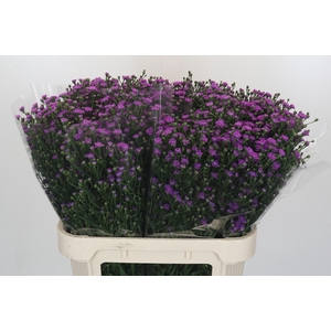 Aster Baby Pink