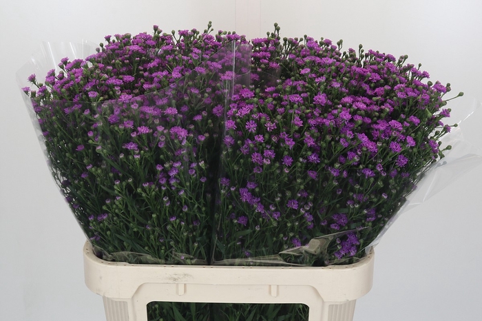 <h4>Aster Baby Pink</h4>