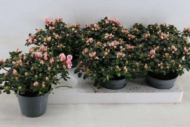 <h4>RHODO SI MEVR GERARD</h4>